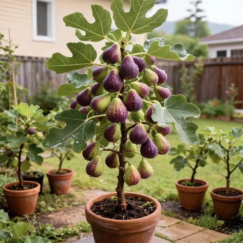 🔥Hot Sale 49% OFF🔥Mission Fig Tree Live Plant